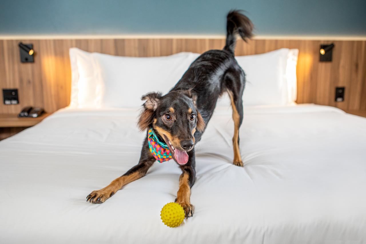141InnsideSaoPauloItaim-Pet friendly Service (1)